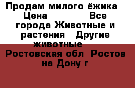 Продам милого ёжика › Цена ­ 10 000 - Все города Животные и растения » Другие животные   . Ростовская обл.,Ростов-на-Дону г.